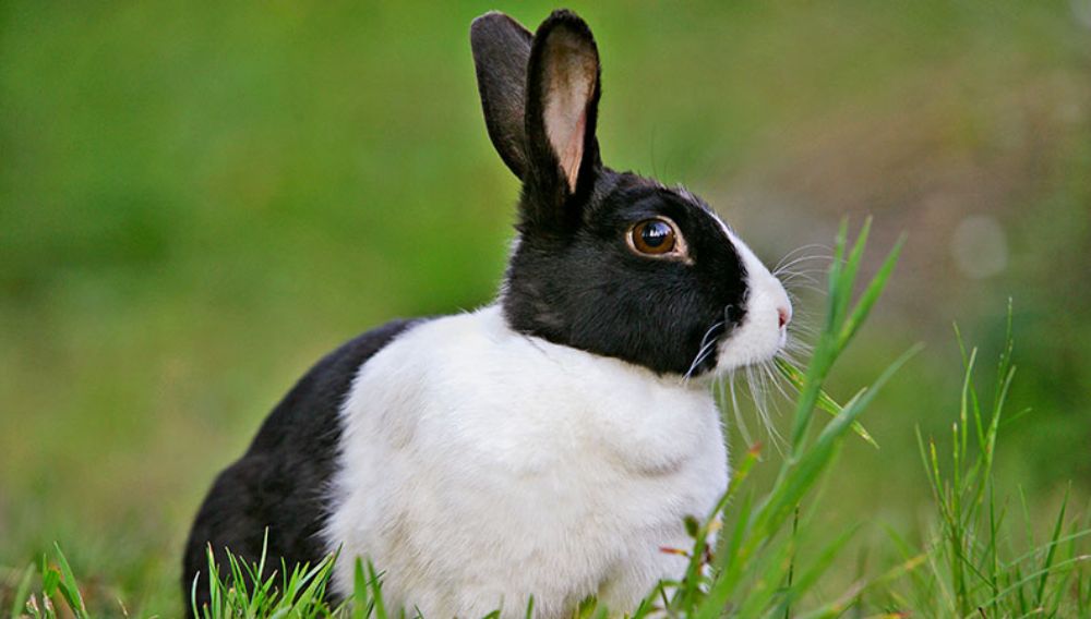 Best outdoor pet rabbits new arrivals