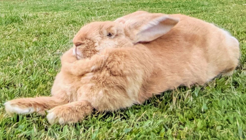 Best Outdoor Rabbit Breeds Everypaw