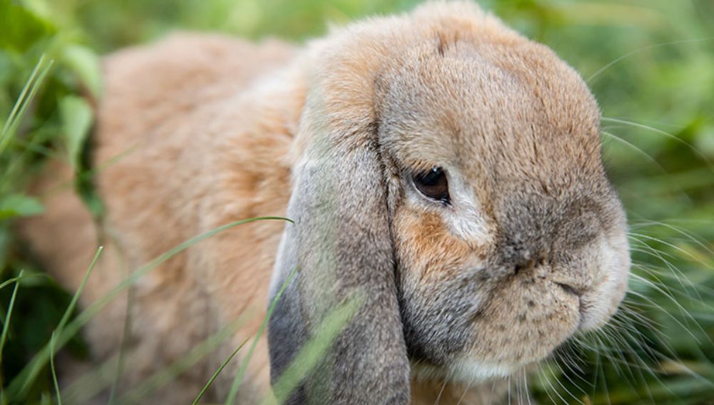 Best Outdoor Rabbit Breeds Everypaw