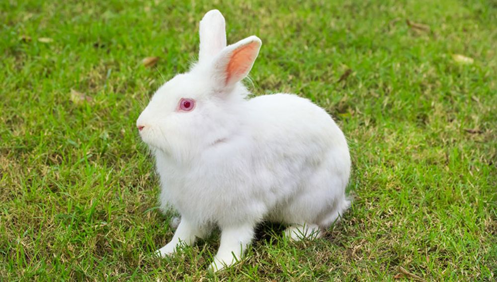 Best outdoor pet rabbits shop