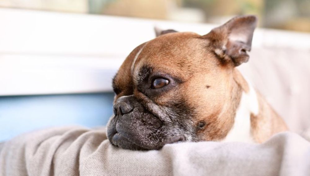 Brachycephalic French Bulldog