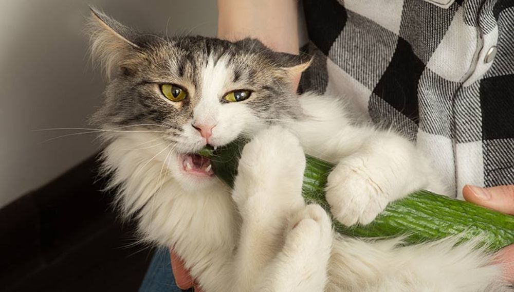 What all can cats eat cheap
