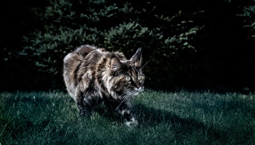 Grey cat walking through a garden in the dark