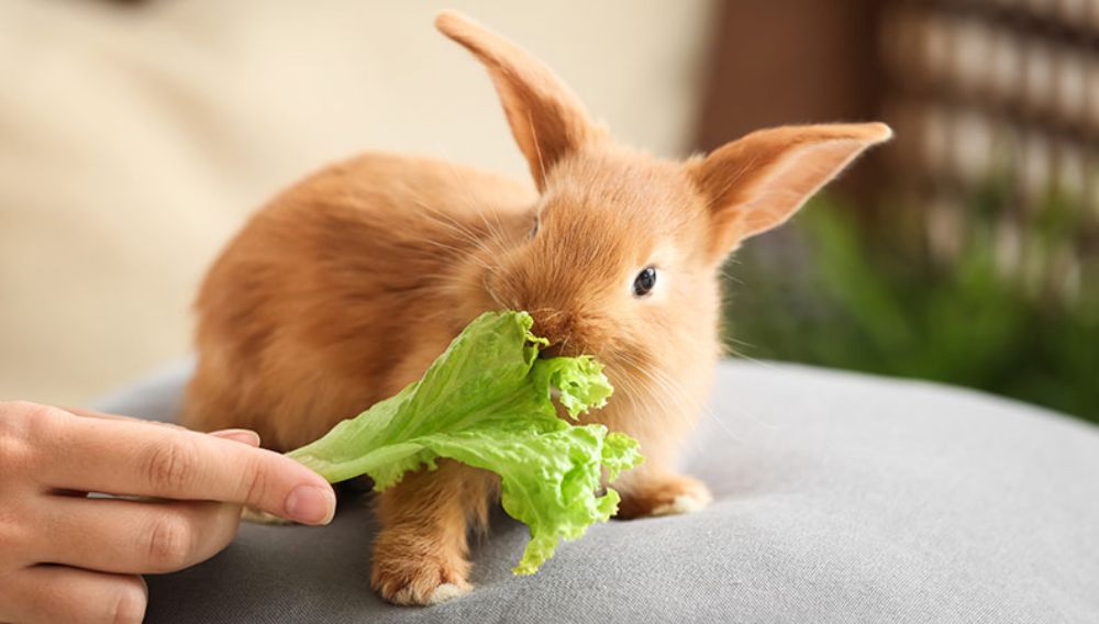 A ginger rabbit eating a piece of lettuce