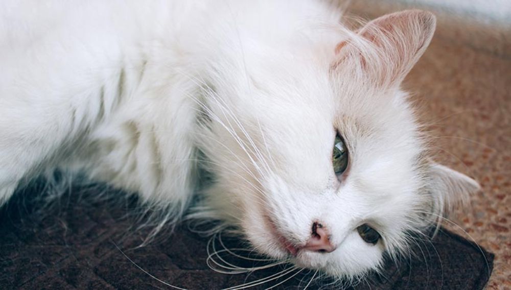 Cat sarcoma shop life expectancy