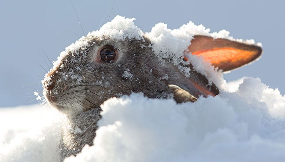 Caring for Rabbits in Winter Everypaw