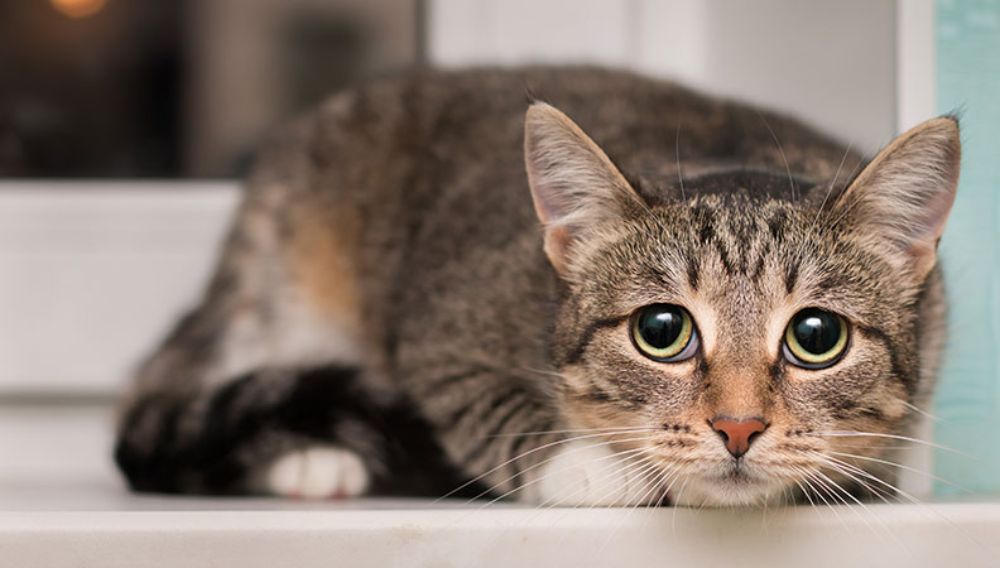 Arthritis in cats