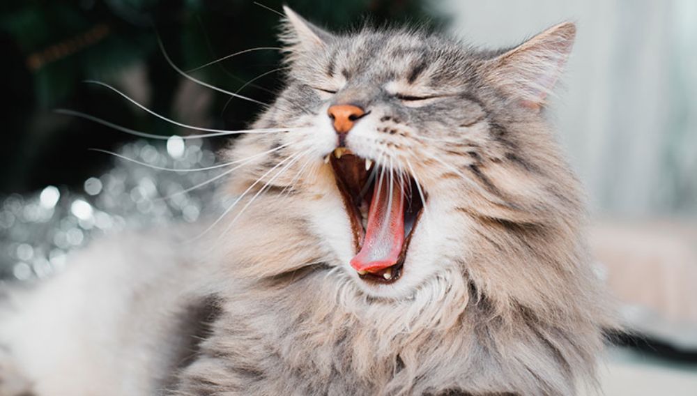 Grey cat yawning