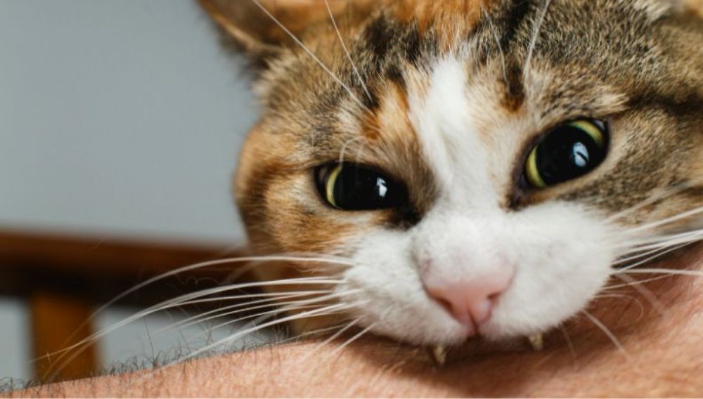 How do i stop my cat from biting and scratching me new arrivals