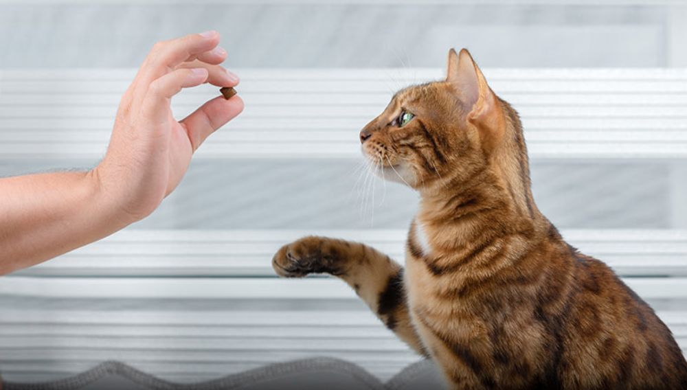 A ginger cat waiting for a treat
