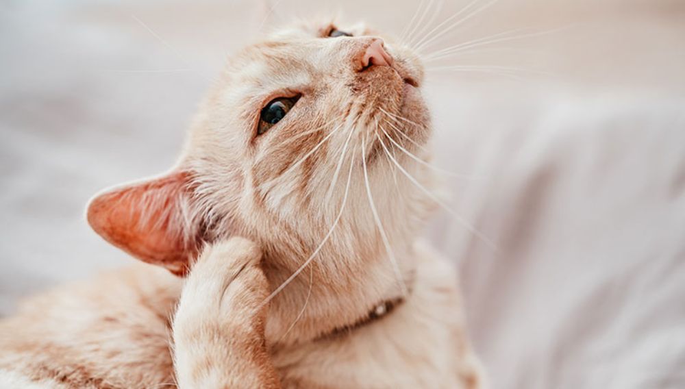 Symptoms and Treatment for Cat Ear Mites Everypaw