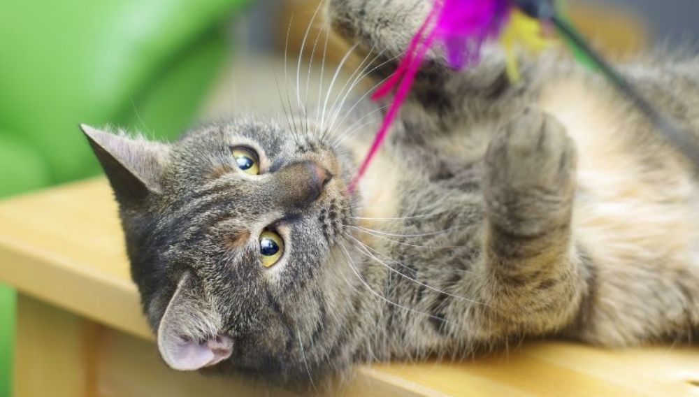 cat exercise through play with wool