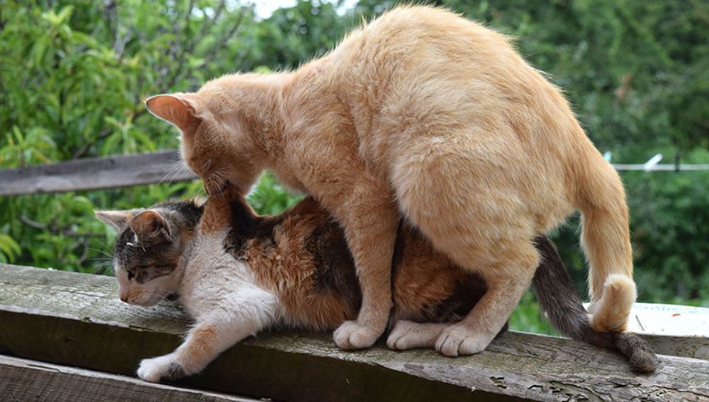 Mating and Conception in Cats
