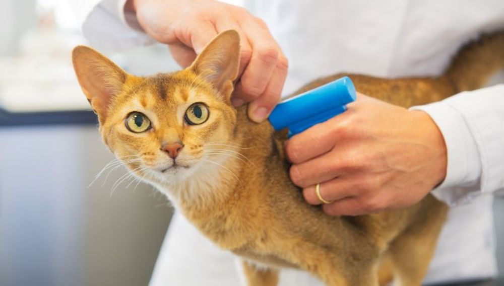 Low cost microchipping near me hotsell