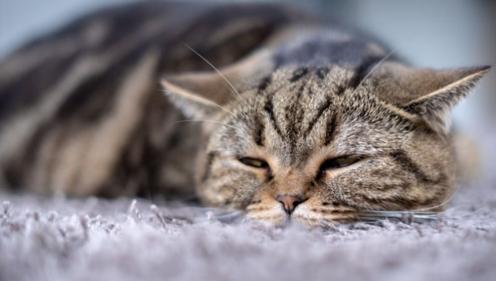 Cat poisoning treatment hot sale