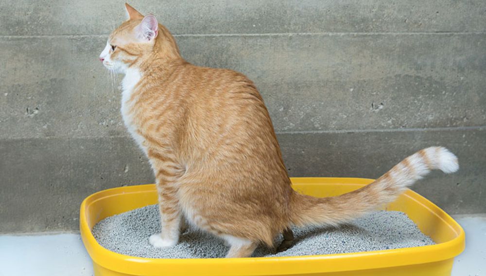 Human hair in cat poop shop