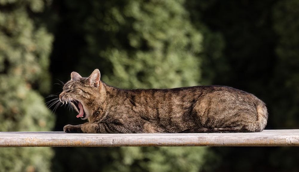 Cat Snoring