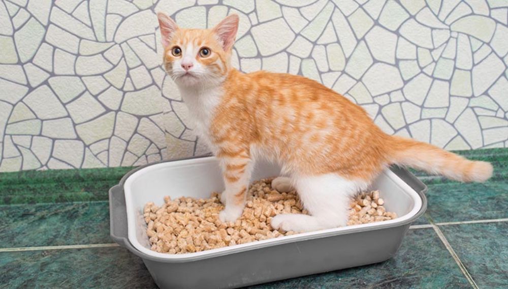 Ginger cat sitting in a litter tray