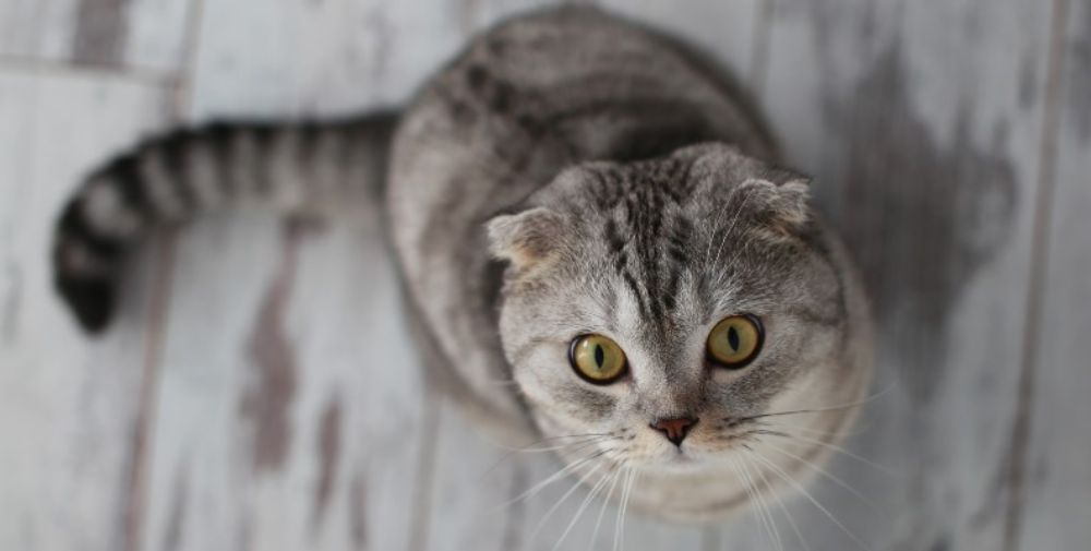 Cat Vaccinations Here s What You Need to Know Everypaw