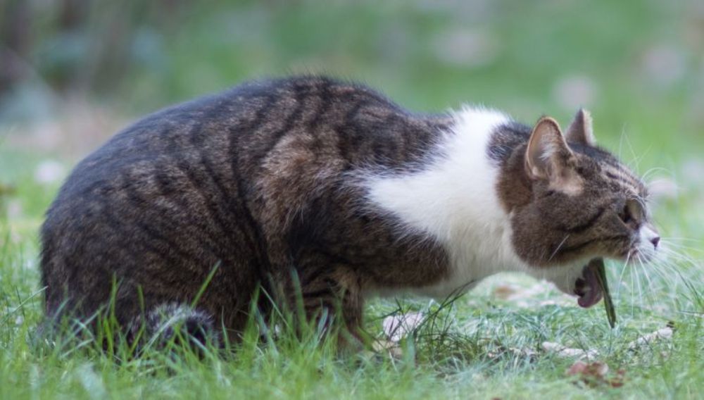 Vomiting in Cats When to Worry Everypaw