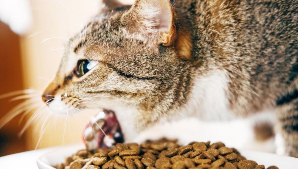 Vomiting in Cats When to Worry Everypaw