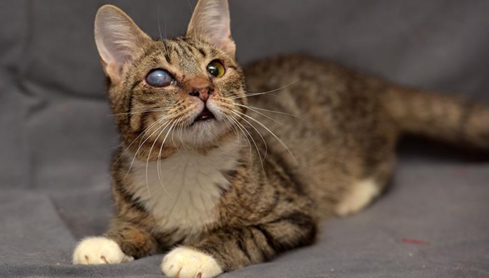 Cat with a cataract in one eye lying down 