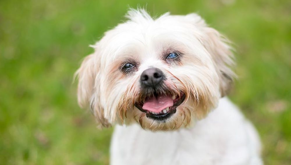 White dog with cataracts smiling while outside