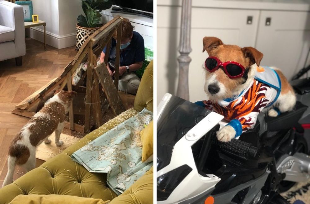 Paddy on the Everypaw TV Ad set