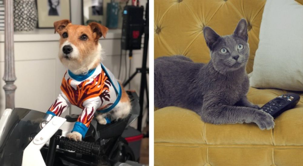 Paddy and Smirnoff in the Everypaw TV Ad