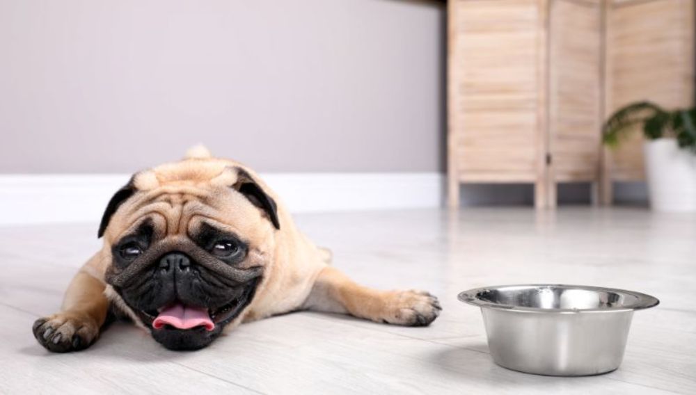Dog hot sale dehydration remedy