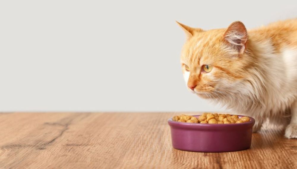 Best cat treats for online diabetic cats