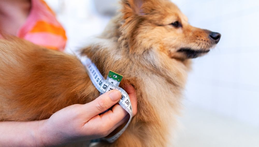 Treating dog diabetes without insulin sales