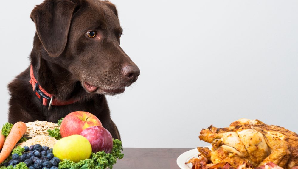 Dog with diabetes on a diet
