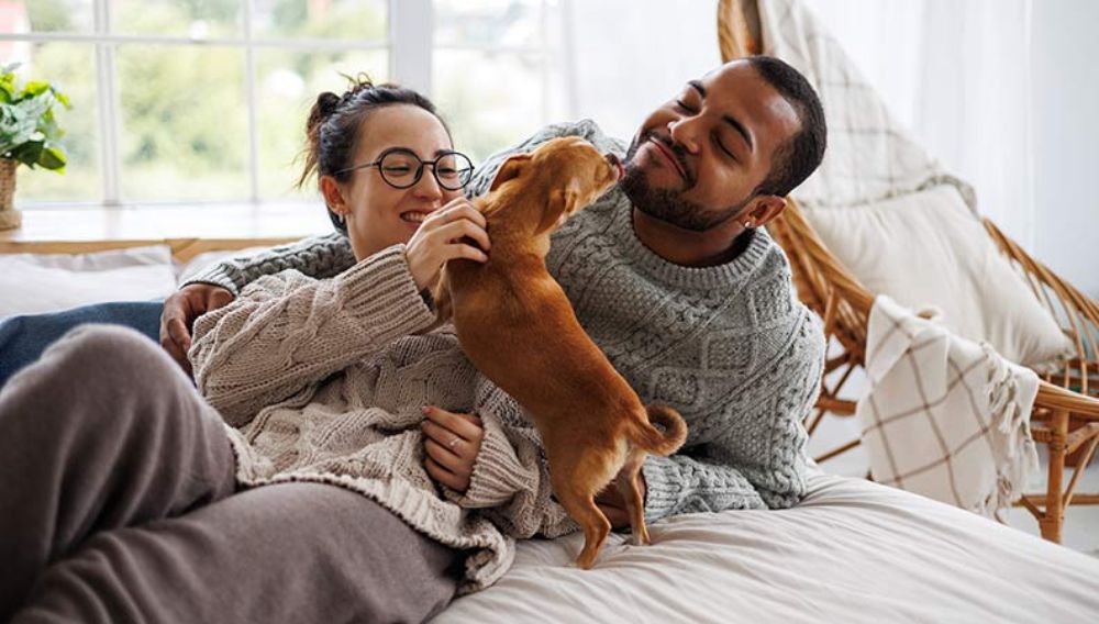 Couple playing with a chihuahua dog on bed at home