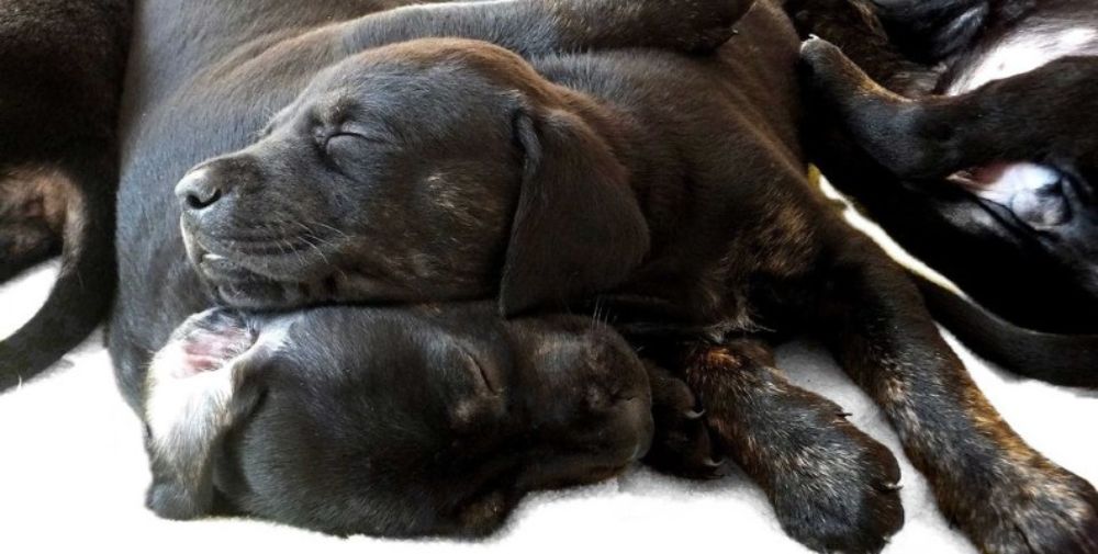 How to become a legal cheap dog breeder
