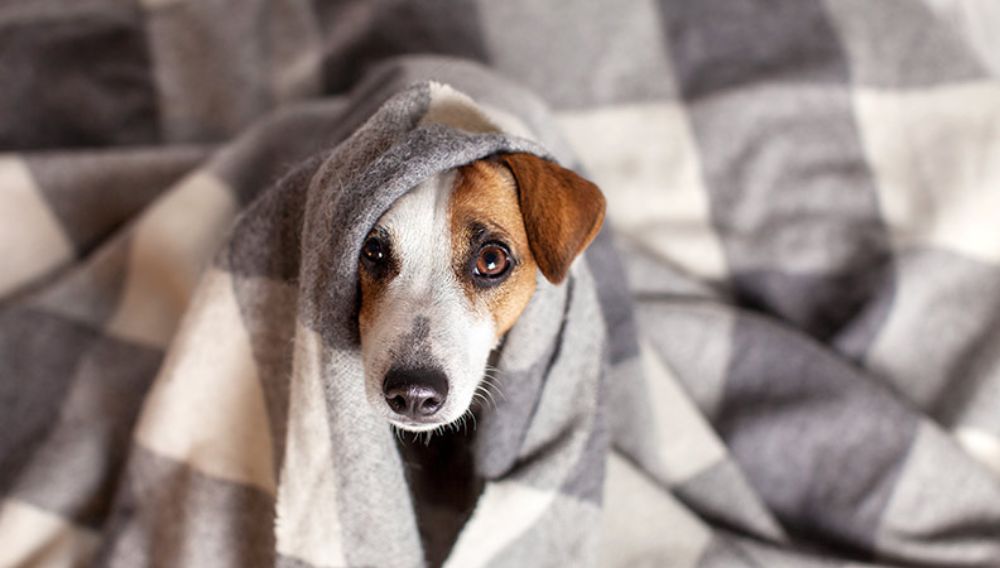 A jack russel wrapped in a blanket