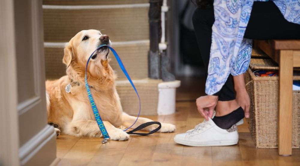 Dog walking hot sale guide