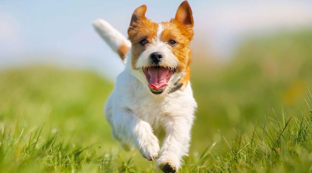 A smiling Jack Russell running through a field