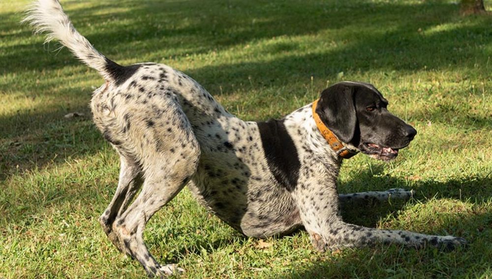 A dog farting