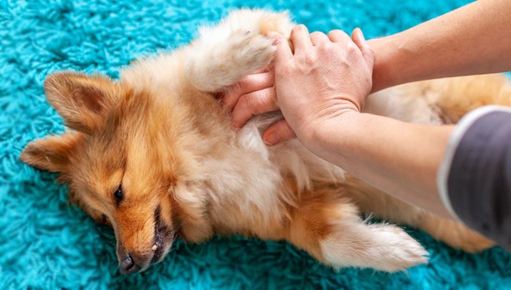 Dog first aid chest compression CPR