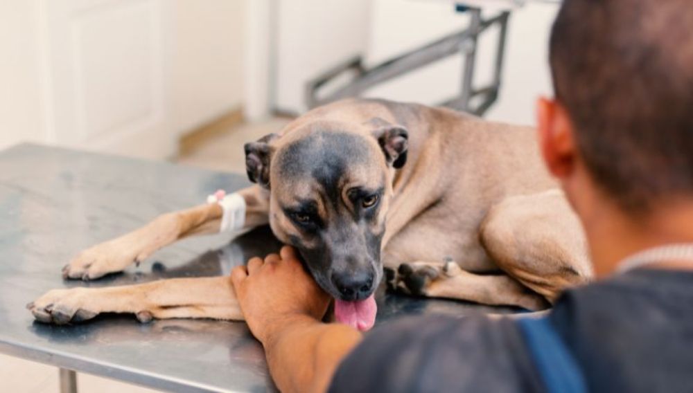Poisoned dog being treated by a vet