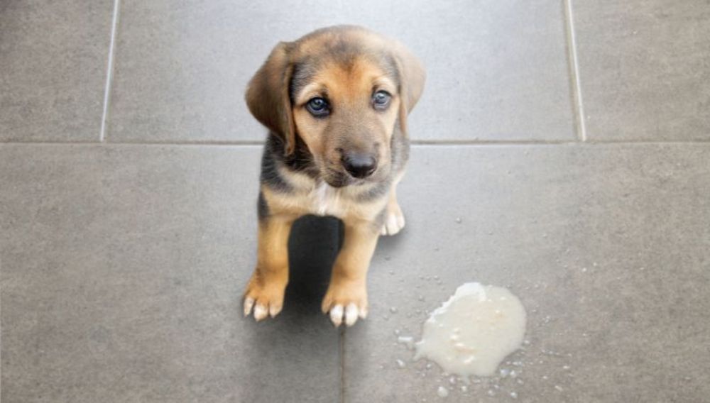 Dog vomiting undigested food hours later hotsell