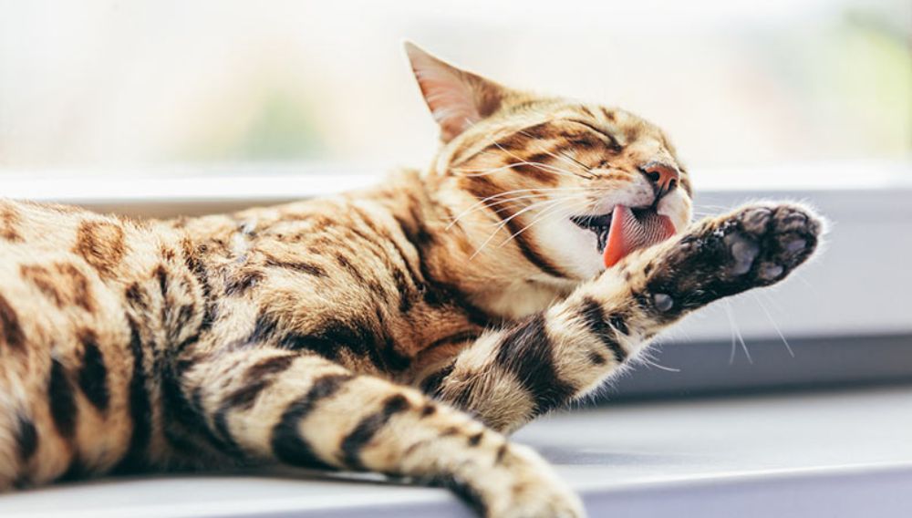 cat grooming