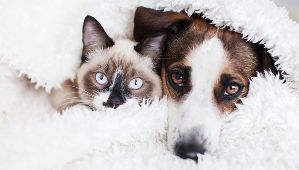 Cat sales feeds dog