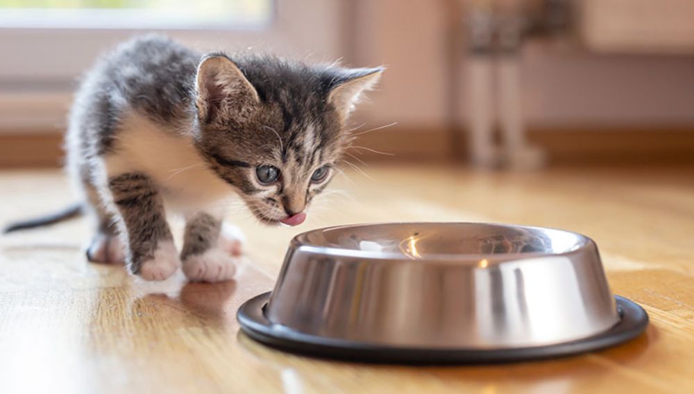 Over feeding kittens cheap