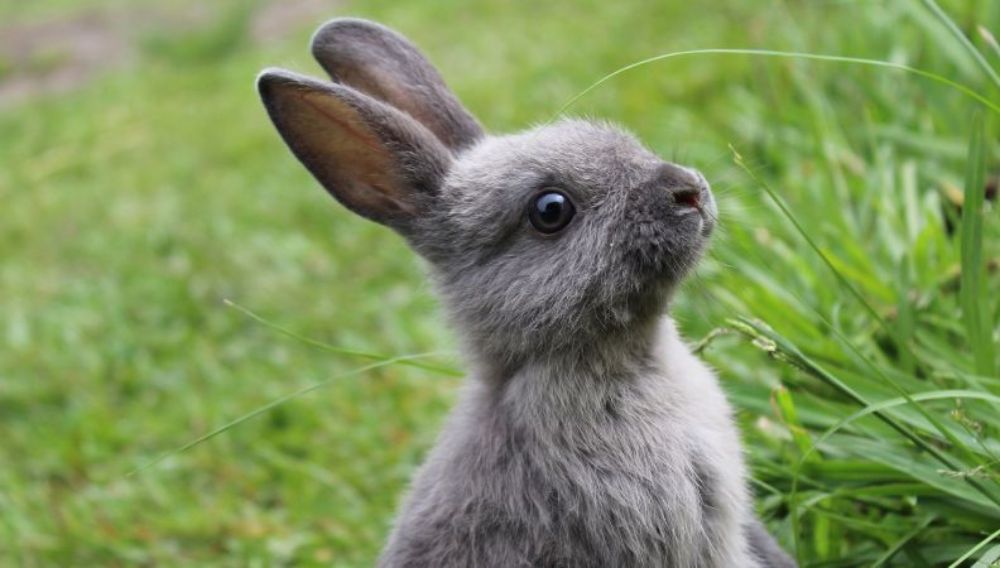 A grey rabbit for fly strike on rabbits