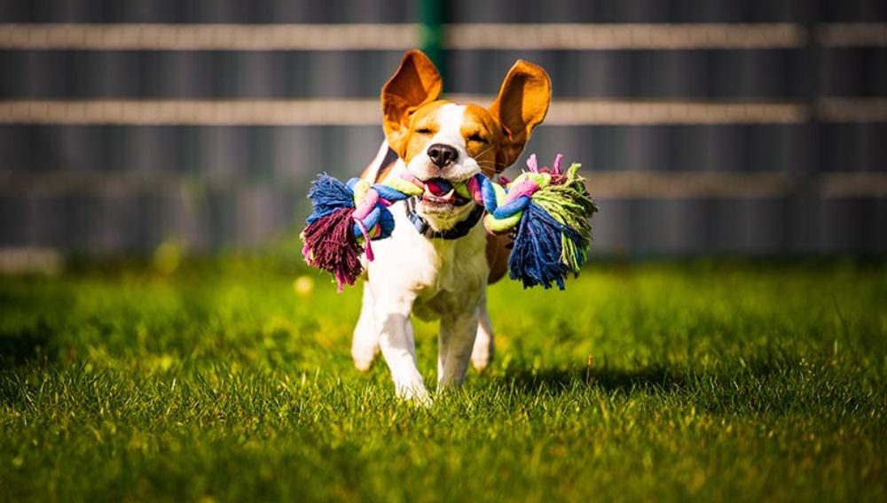 Beagle dog running with a chew toy in their mouth