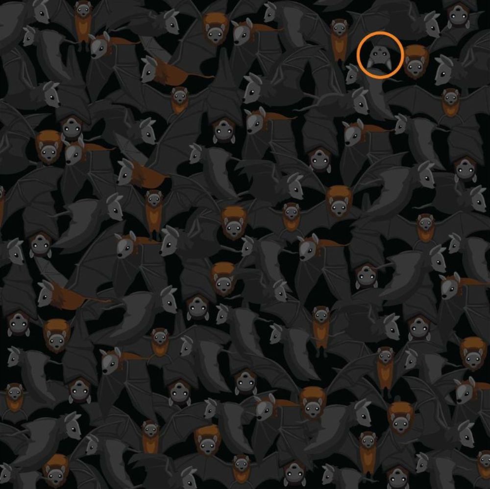 Answers to Everypaws Halloween brainteaser with bats and a cat hidden