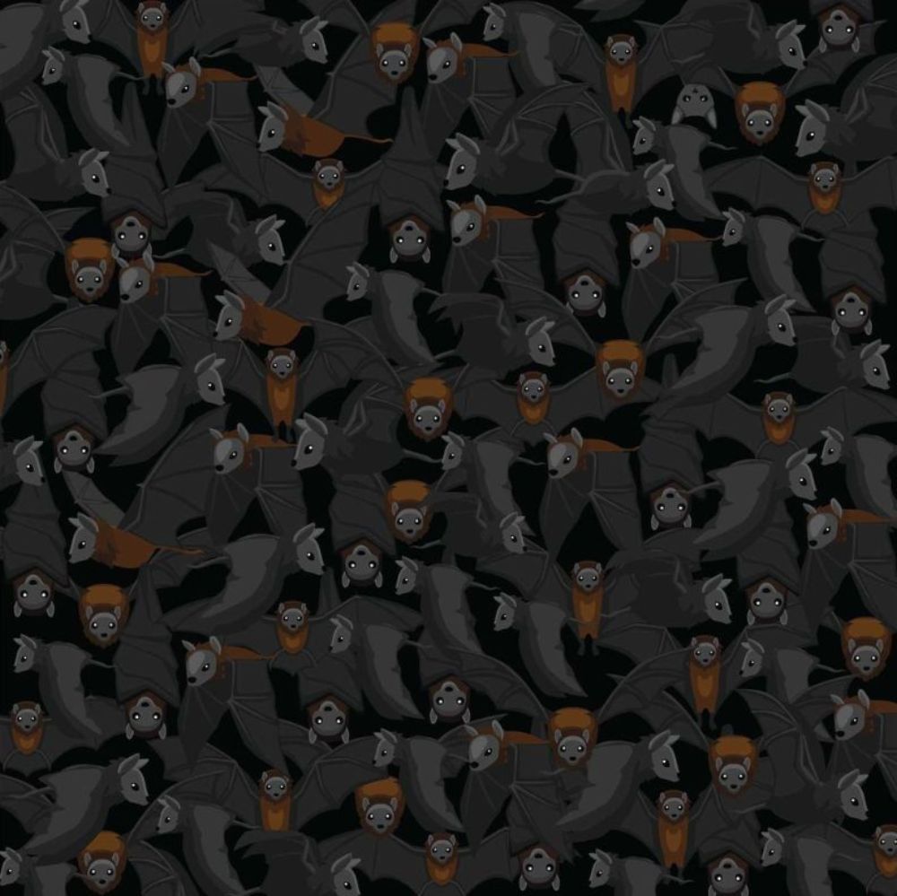 Halloween brainteaser with bats and a cat hidden