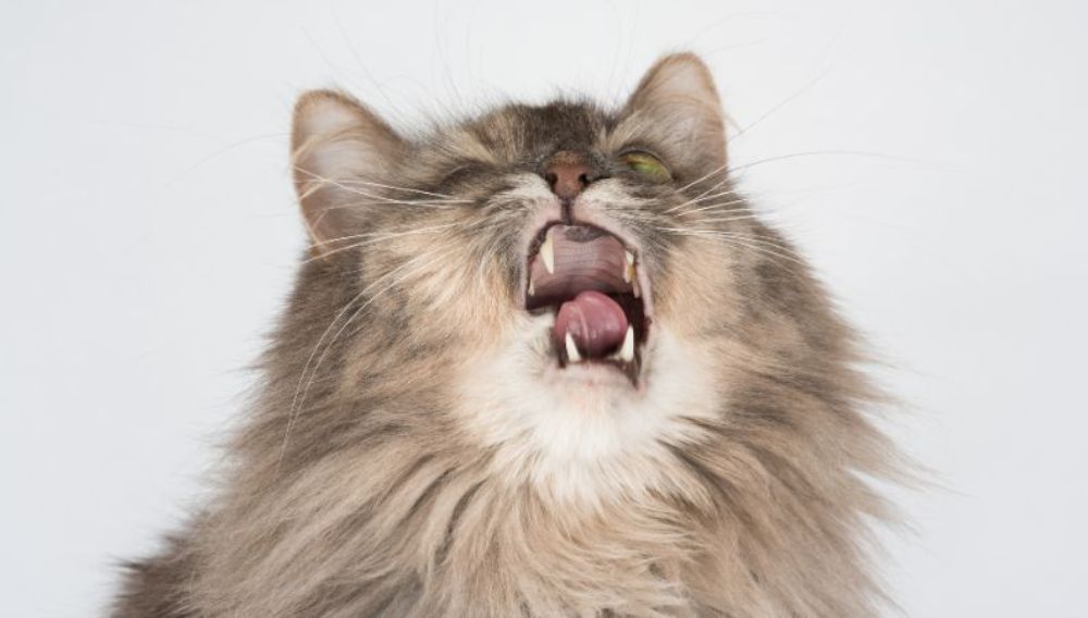 a cat sneezing